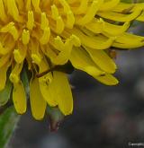 pampeliška úděsná <i>(Taraxacum [T] atrox)</i> / Květ/Květenství