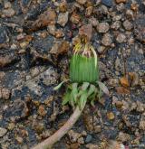 pampeliška úděsná <i>(Taraxacum [T] atrox)</i> / Květ/Květenství