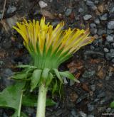 pampeliška stažená <i>(Taraxacum [T] contractum)</i> / Květ/Květenství