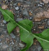 pampeliška stažená <i>(Taraxacum [T] contractum)</i> / List