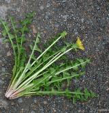 pampeliška stažená <i>(Taraxacum [T] contractum)</i> / Habitus