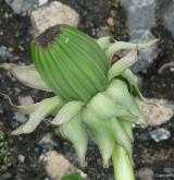 pampeliška salátová <i>(Taraxacum [T] ekmanii)</i> / Ostatní