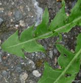pampeliška salátová <i>(Taraxacum [T] ekmanii)</i> / List