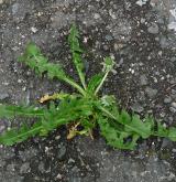 pampeliška salátová <i>(Taraxacum [T] ekmanii)</i> / Habitus