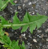 pampeliška salátová <i>(Taraxacum [T] ekmanii)</i> / List