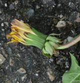 pampeliška svazčitá <i>(Taraxacum [T] fasciatum)</i> / Květ/Květenství