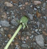 pampeliška pestrá <i>(Taraxacum [H] hamatiforme)</i> / Ostatní