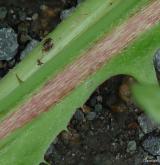 pampeliška pestrá <i>(Taraxacum [H] hamatiforme)</i> / Ostatní