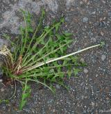 pampeliška pestrá <i>(Taraxacum [H] hamatiforme)</i> / Habitus