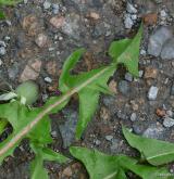 pampeliška pestrá <i>(Taraxacum [H] hamatiforme)</i> / List