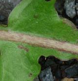 pampeliška pestrá <i>(Taraxacum [H] hamatiforme)</i> / Ostatní