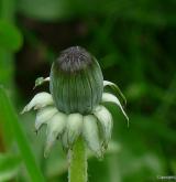 pampeliška pestrá <i>(Taraxacum [H] hamatiforme)</i> / Ostatní