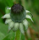 pampeliška pestrá <i>(Taraxacum [H] hamatiforme)</i> / Ostatní