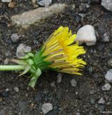 pampeliška smutná <i>(Taraxacum [T] hemicyclum)</i> / Květ/Květenství