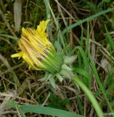 pampeliška širolistá <i>(Taraxacum [T] laticordatum)</i> / Květ/Květenství