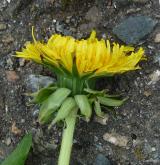 pampeliška učesaná <i>(Taraxacum [T] macranthoides)</i> / Květ/Květenství