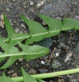 pampeliška učesaná <i>(Taraxacum [T] macranthoides)</i> / List