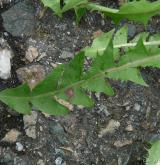 pampeliška učesaná <i>(Taraxacum [T] macranthoides)</i> / List