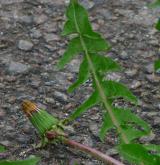 pampeliška učesaná <i>(Taraxacum [T] macranthoides)</i> / Ostatní