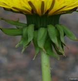 pampeliška učesaná <i>(Taraxacum [T] macranthoides)</i> / Ostatní