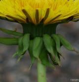 pampeliška učesaná <i>(Taraxacum [T] macranthoides)</i> / Ostatní