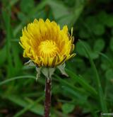 pampeliška tupolistá <i>(Taraxacum [T] obtusifrons)</i> / Květ/Květenství