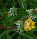pampeliška tupolistá <i>(Taraxacum [T] obtusifrons)</i> / Květ/Květenství