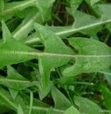 pampeliška tupolistá <i>(Taraxacum [T] obtusifrons)</i> / List