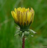 pampeliška tupolistá <i>(Taraxacum [T] obtusifrons)</i> / Květ/Květenství