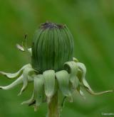 pampeliška tupolistá <i>(Taraxacum [T] obtusifrons)</i> / Ostatní