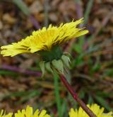 pampeliška tupolistá <i>(Taraxacum [T] obtusifrons)</i> / Květ/Květenství