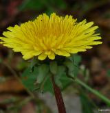 pampeliška tupolistá <i>(Taraxacum [T] obtusifrons)</i> / Květ/Květenství