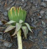 pampeliška smolná <i>(Taraxacum [T] piceatum)</i> / Ostatní