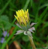pampeliška smolná <i>(Taraxacum [T] piceatum)</i> / Květ/Květenství