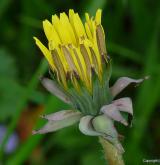 pampeliška smolná <i>(Taraxacum [T] piceatum)</i> / Květ/Květenství