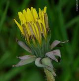 pampeliška smolná <i>(Taraxacum [T] piceatum)</i> / Květ/Květenství