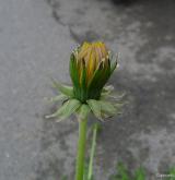 pampeliška pěknolistá <i>(Taraxacum [T] pulchrifolium)</i> / Květ/Květenství