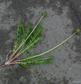 pampeliška pěknolistá <i>(Taraxacum [T] pulchrifolium)</i> / Habitus