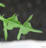 pampeliška pěknolistá <i>(Taraxacum [T] pulchrifolium)</i> / List
