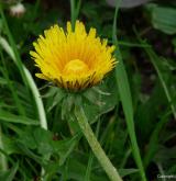 pampeliška věncová <i>(Taraxacum [T] sertatum)</i> / Květ/Květenství