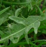 pampeliška věncová <i>(Taraxacum [T] sertatum)</i> / List