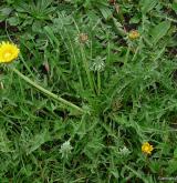 pampeliška věncová <i>(Taraxacum [T] sertatum)</i> / Habitus