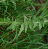 pampeliška věncová <i>(Taraxacum [T] sertatum)</i> / List
