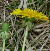 pampeliška rozčepýřená <i>(Taraxacum [T] undulatiflorum)</i> / Květ/Květenství