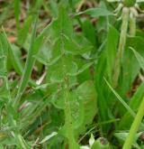 pampeliška rozčepýřená <i>(Taraxacum [T] undulatiflorum)</i> / List