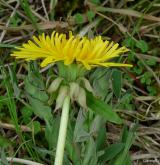 pampeliška rozčepýřená <i>(Taraxacum [T] undulatiflorum)</i> / Květ/Květenství