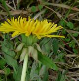 pampeliška rozčepýřená <i>(Taraxacum [T] undulatiflorum)</i> / Květ/Květenství