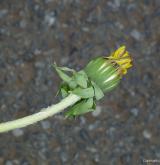 pampeliška věncová <i>(Taraxacum [T] sertatum)</i> / Květ/Květenství