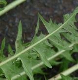 pampeliška věncová <i>(Taraxacum [T] sertatum)</i> / List