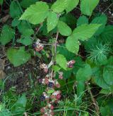 ostružiník pasovský <i>(Rubus passaviensis)</i> / Habitus